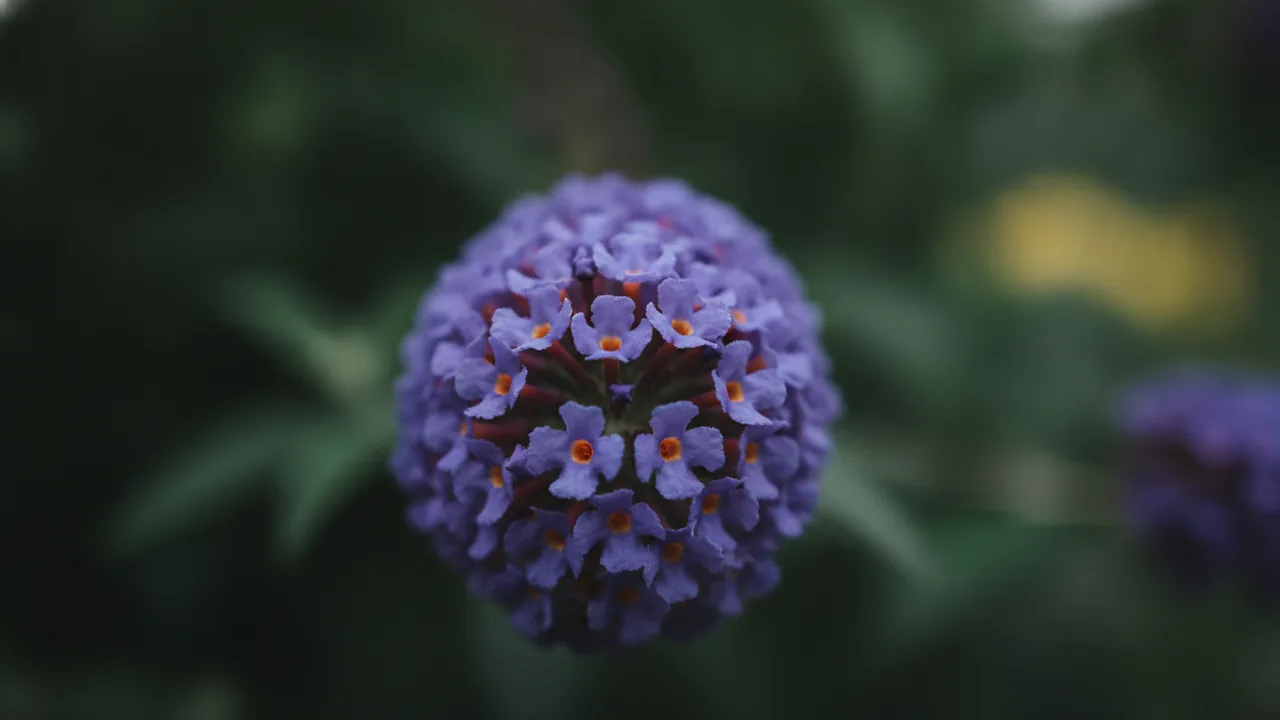 Nanho Blue (Buddleia davidii 'Nanho Blue') - blue flowers, illustrated plant card