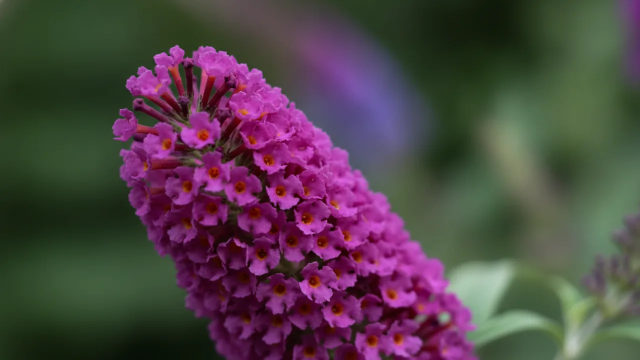 Royal Red (Buddleia davidii 'Royal Red') - red flowers, illustrated plant card