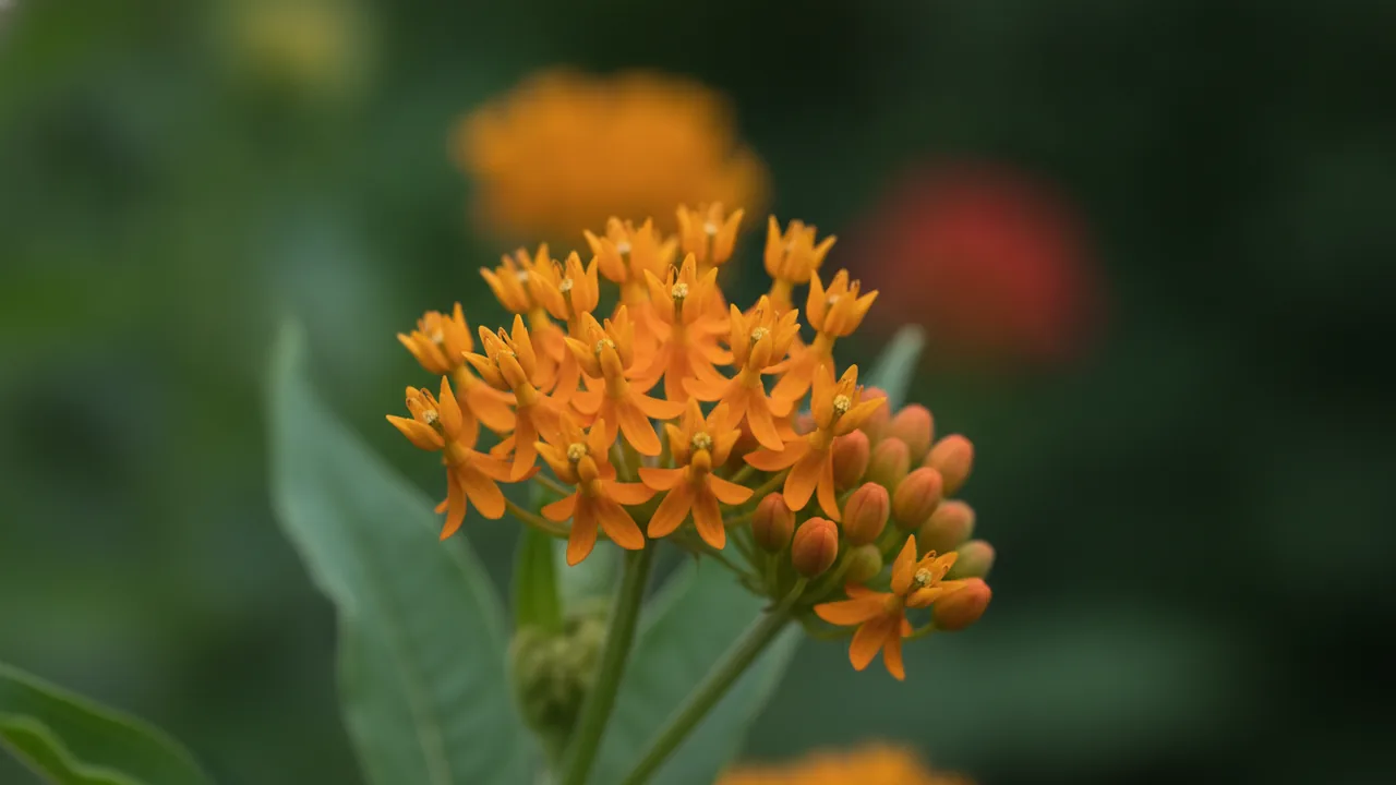 Butterfly Weed in bloom, illustrated plant card