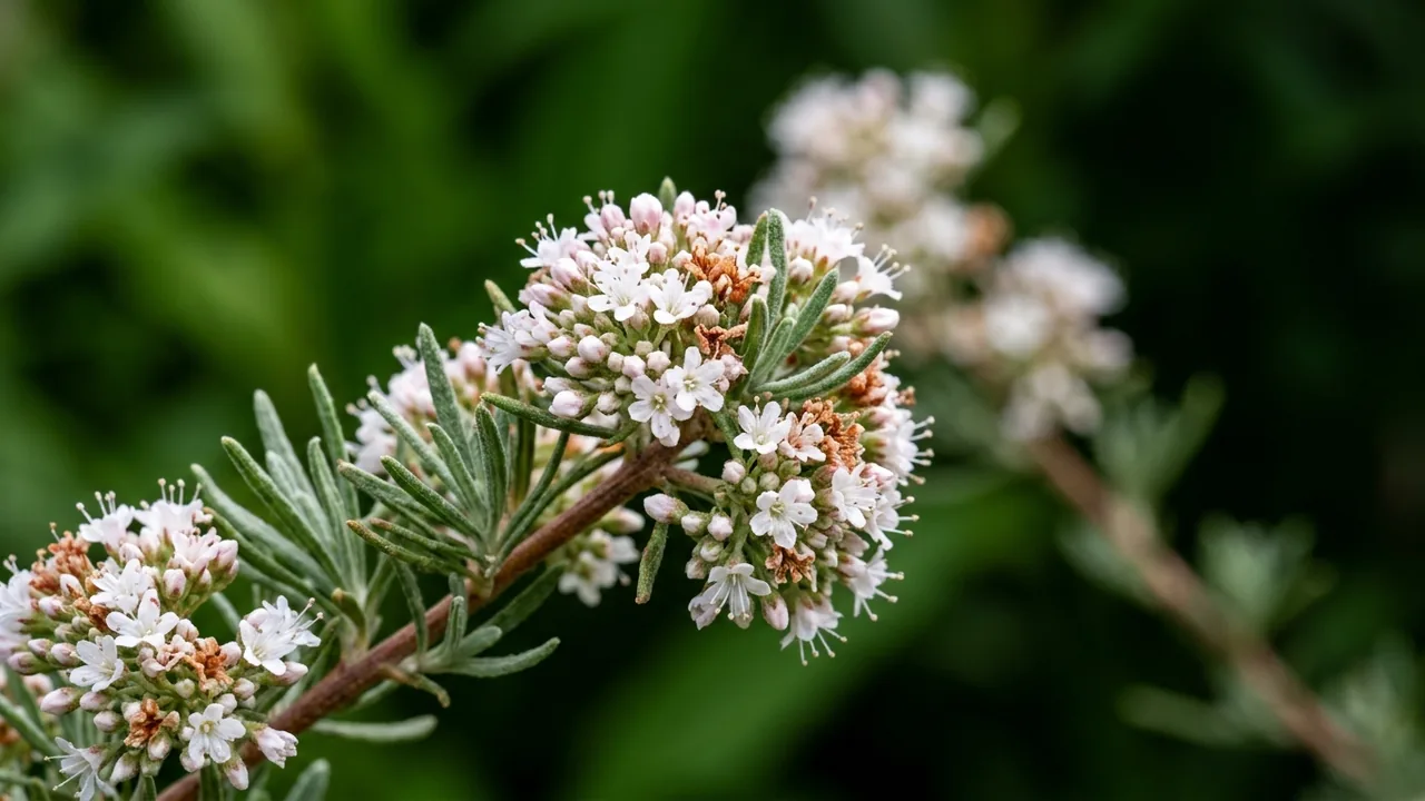 California Buckwheat (Eriogonum fasciculatum) - white flowers, illustrated plant card