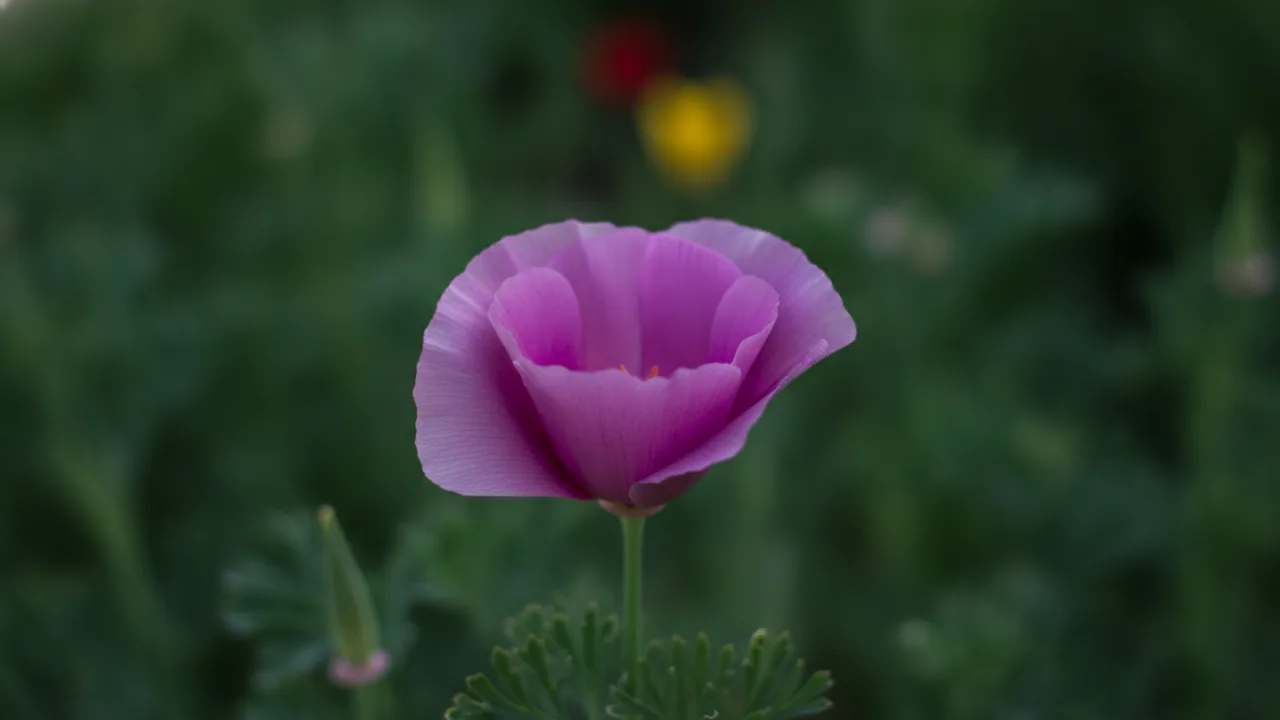 Purple Gleam (Eschscholzia californica 'Purple Gleam') - purple flowers, illustrated plant card
