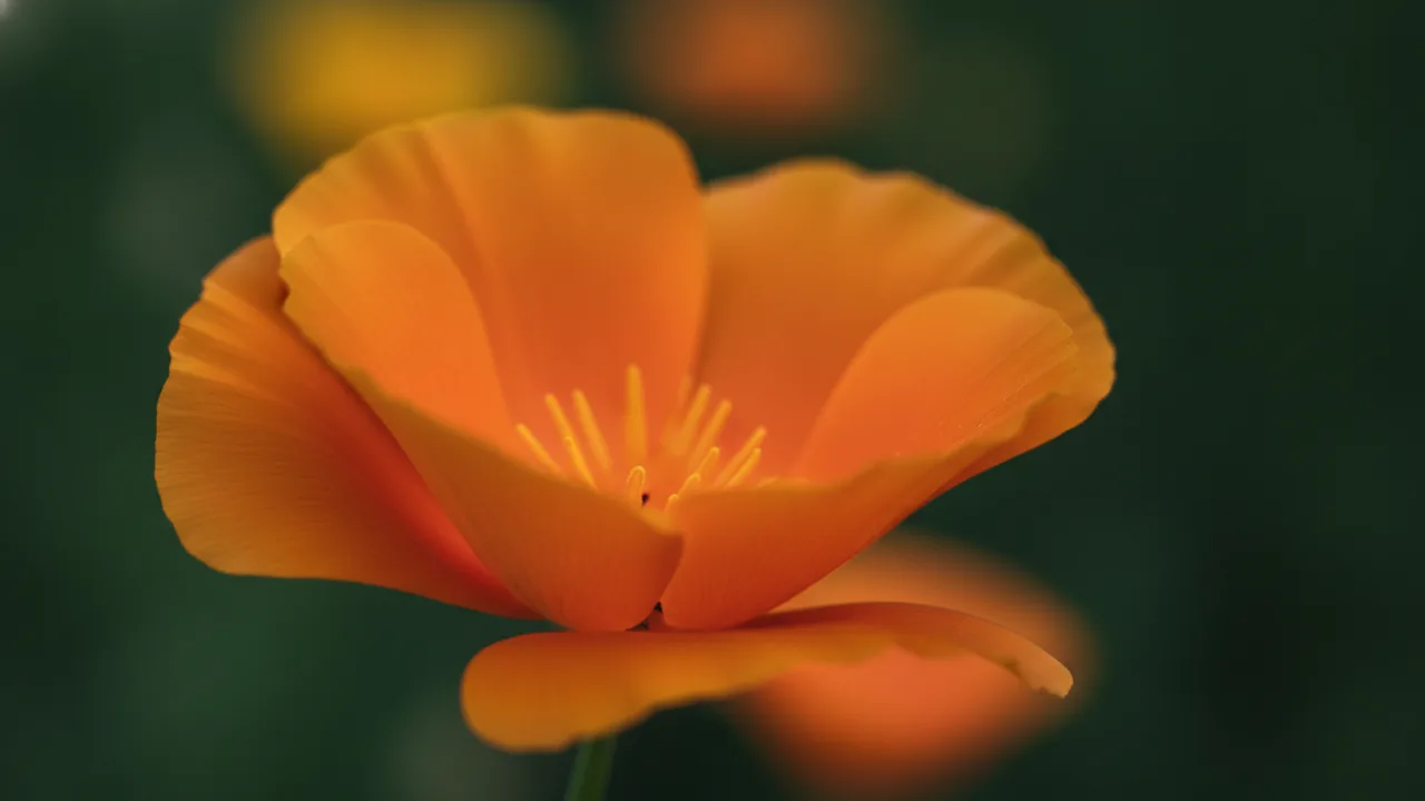 Mikado (Eschscholzia californica 'Mikado') - red flowers, illustrated plant card