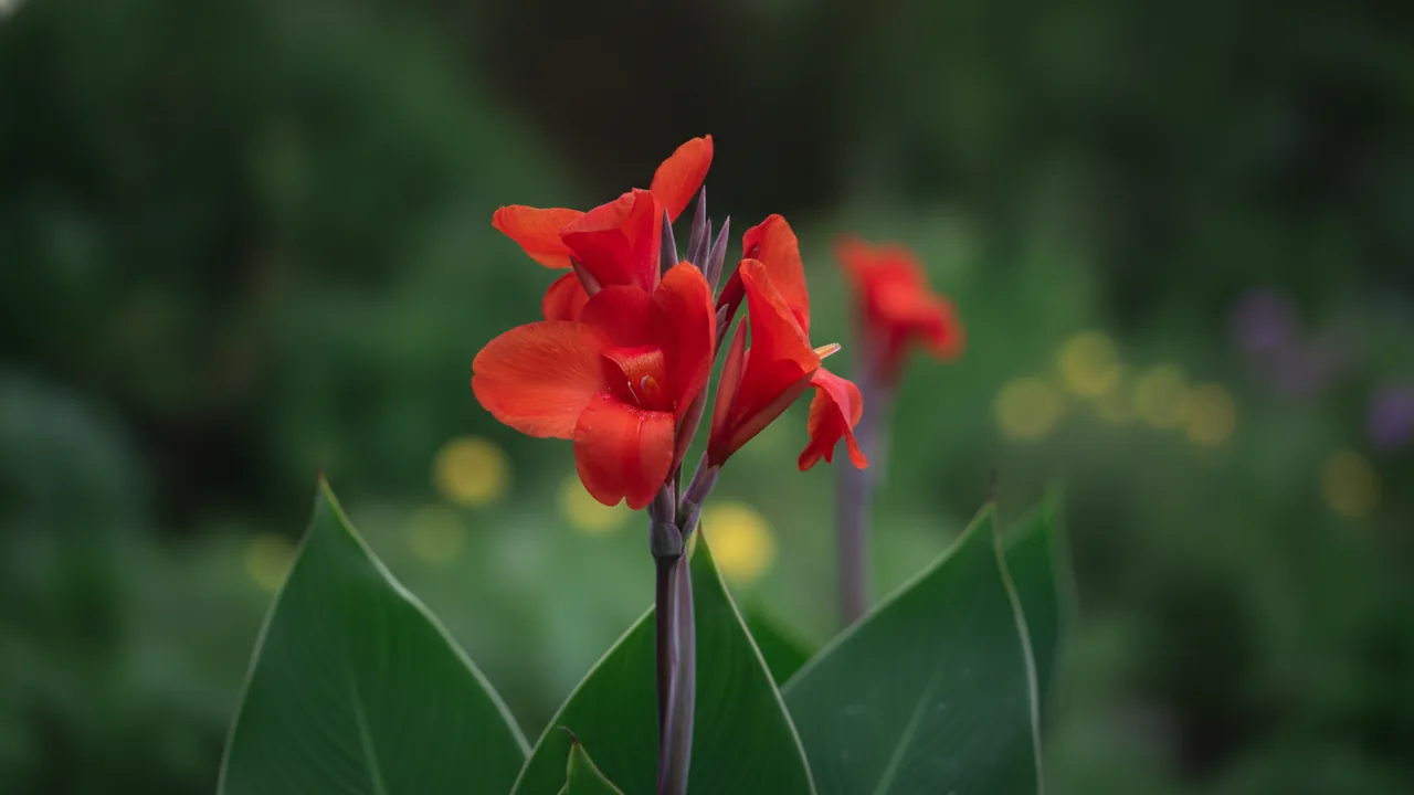 Australia (Canna 'Australia') - red flowers, illustrated plant card