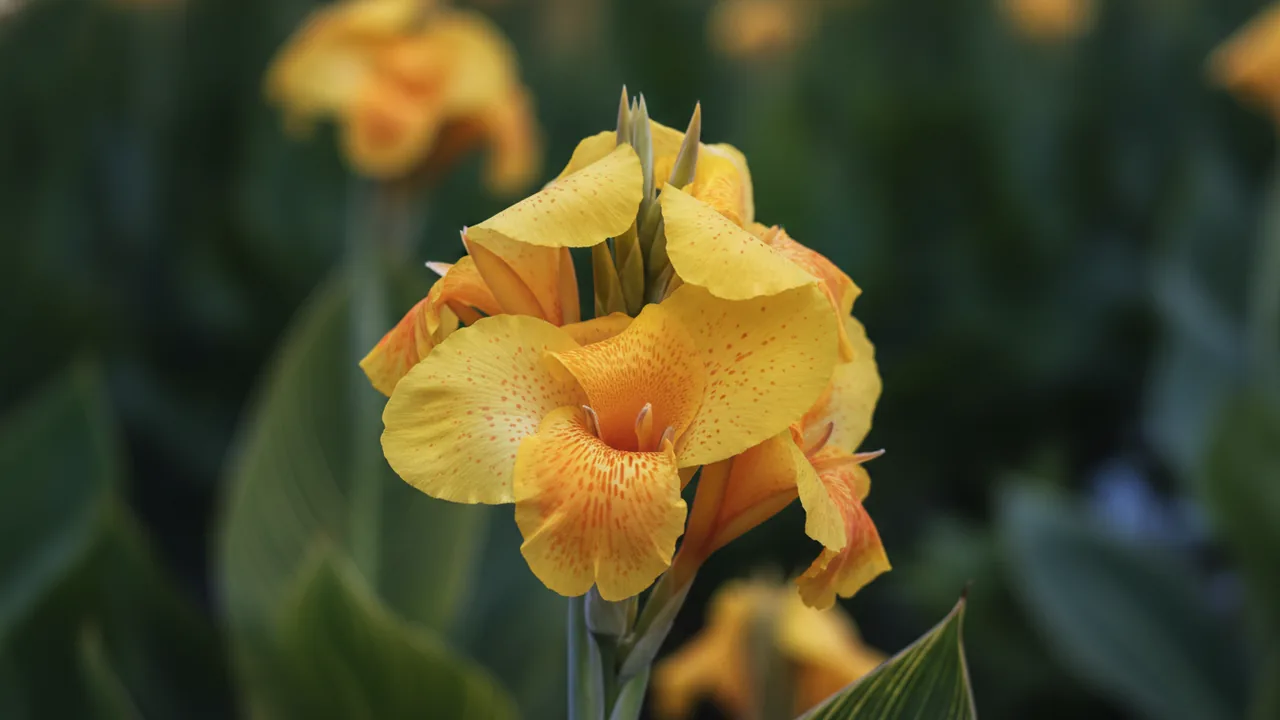 Cleopatra (Canna 'Cleopatra') - yellow flowers, illustrated plant card