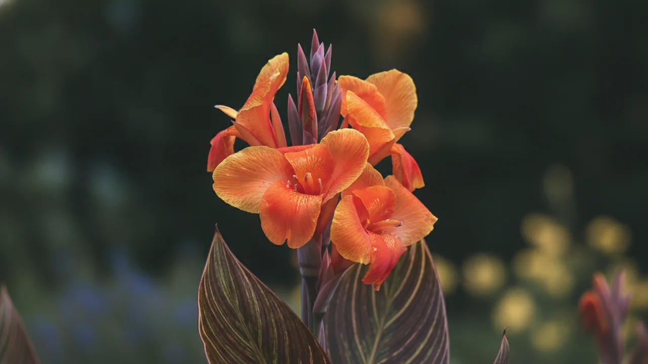 Durban (Canna 'Durban') - orange flowers, illustrated plant card