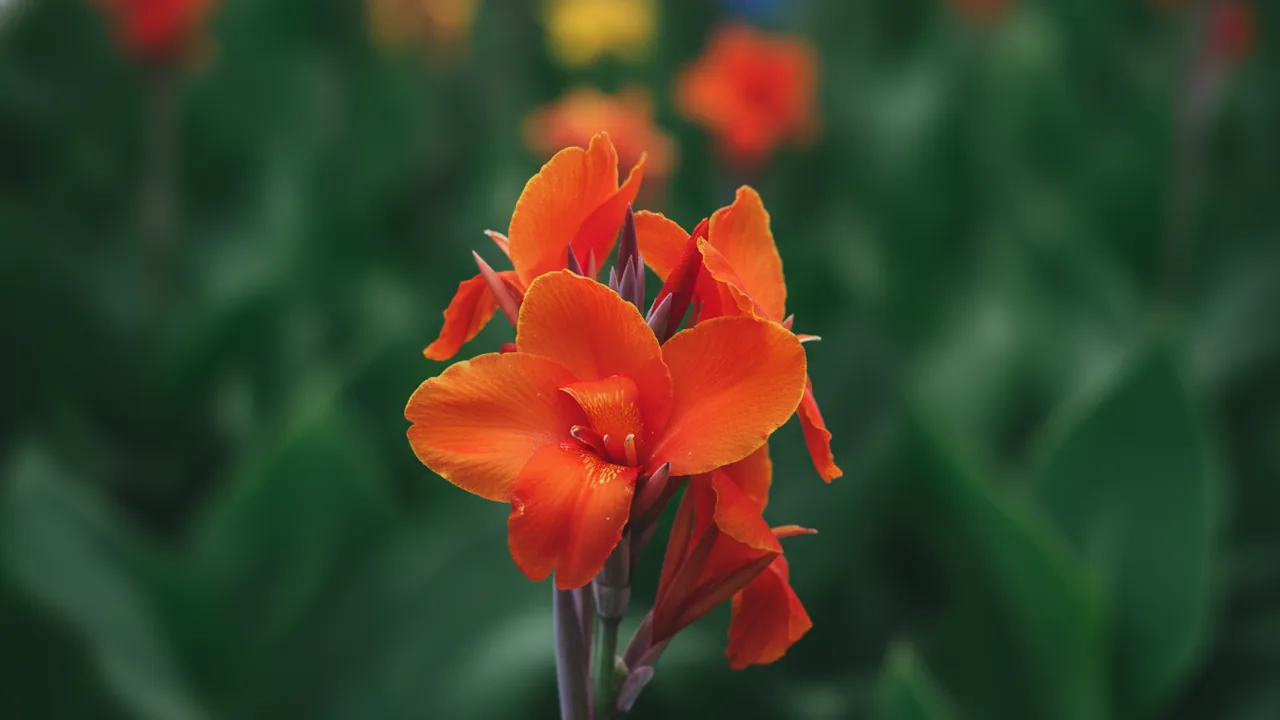 Lucifer (Canna 'Lucifer') - red flowers, illustrated plant card