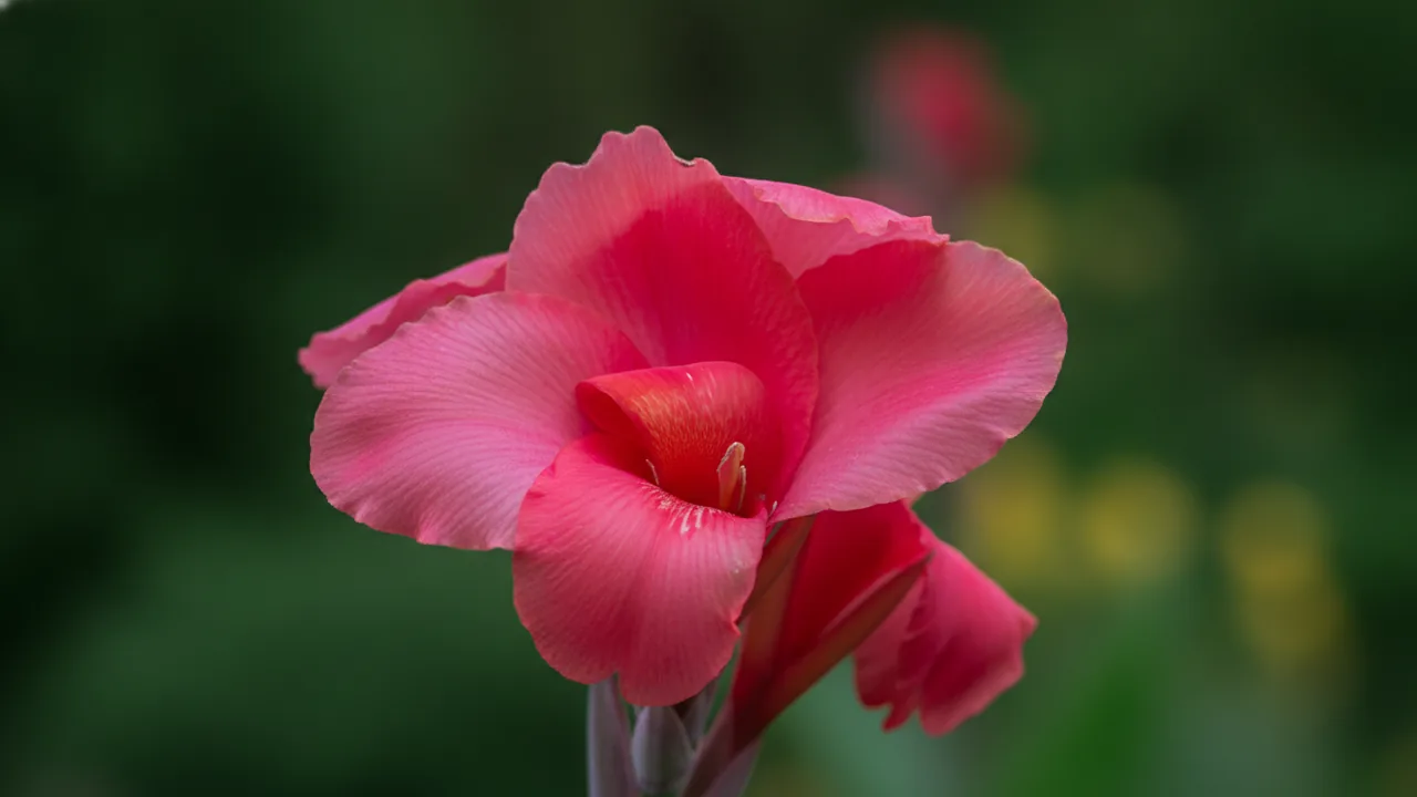 Pink President (Canna 'Pink President') - pink flowers, illustrated plant card