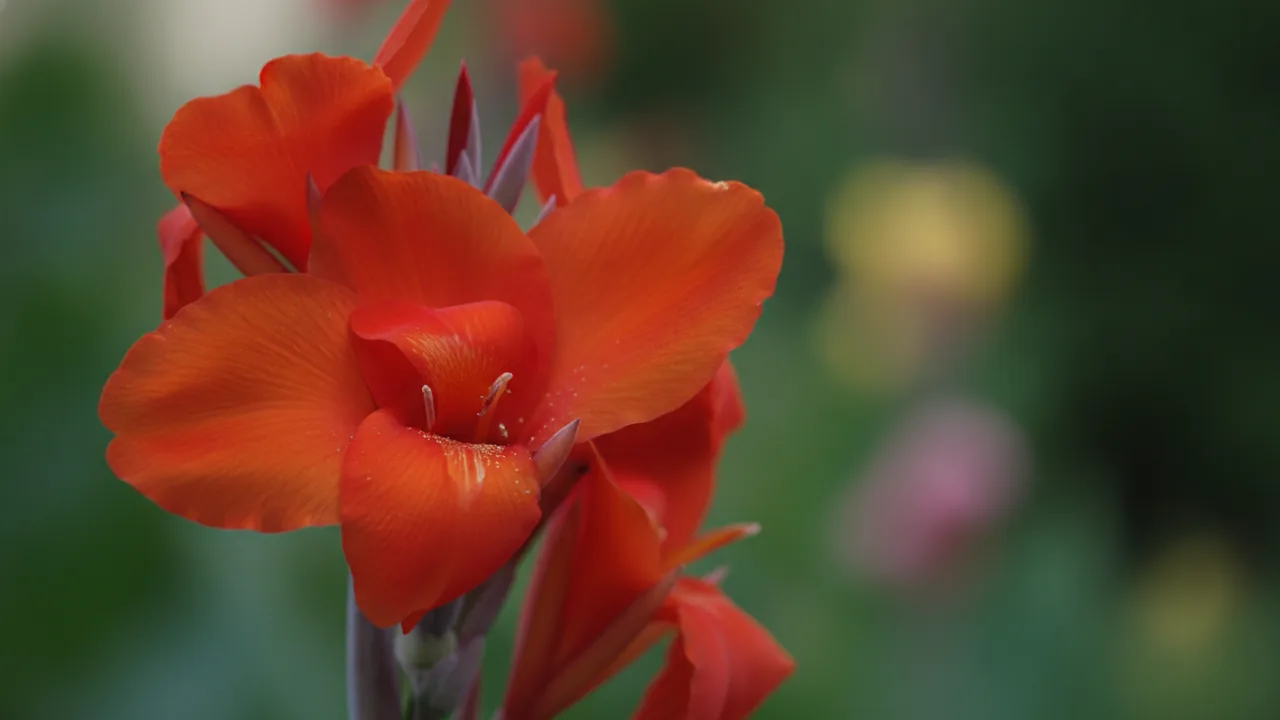 President (Canna 'President') - red flowers, illustrated plant card