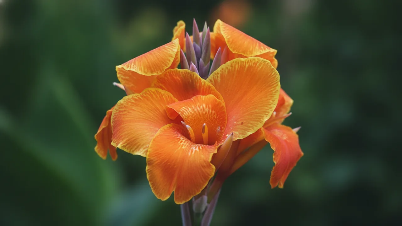 Tropicanna Gold