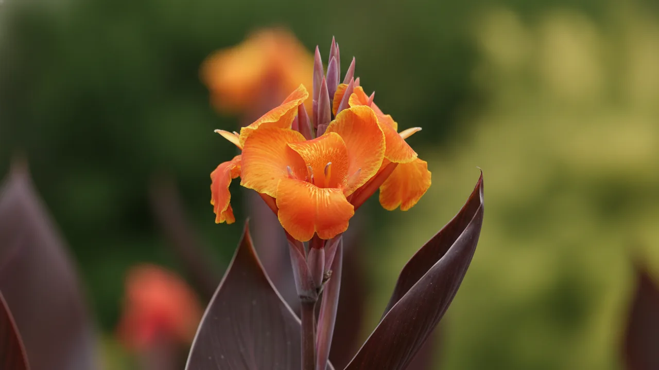 Tropicanna (Canna 'Phasion') - orange flowers, illustrated plant card