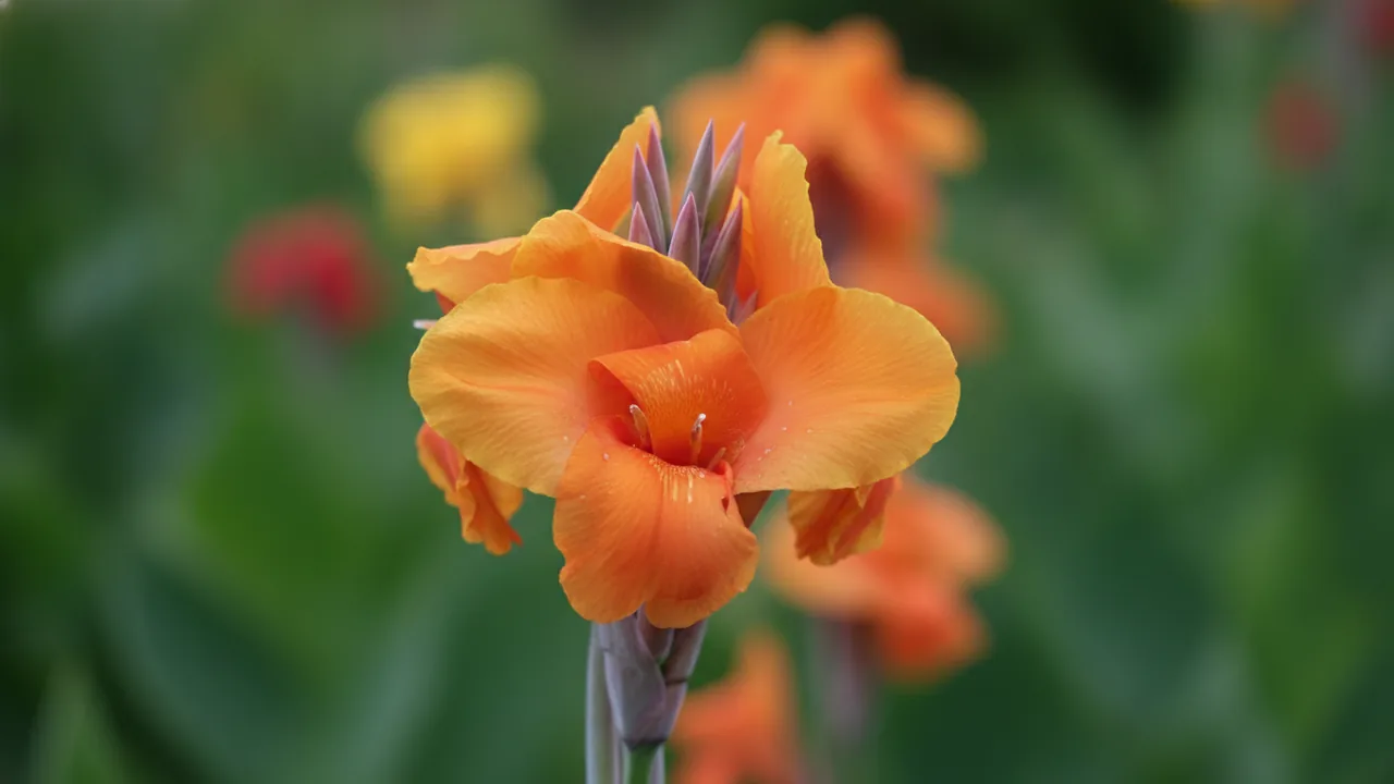 Wyoming (Canna 'Wyoming') - orange flowers, illustrated plant card