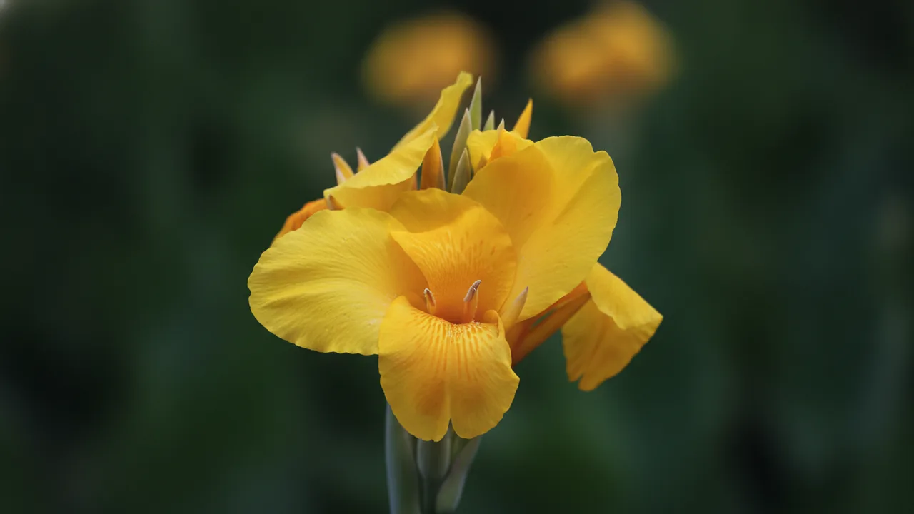 Yellow King Humbert (Canna 'Yellow King Humbert') - yellow flowers, illustrated plant card