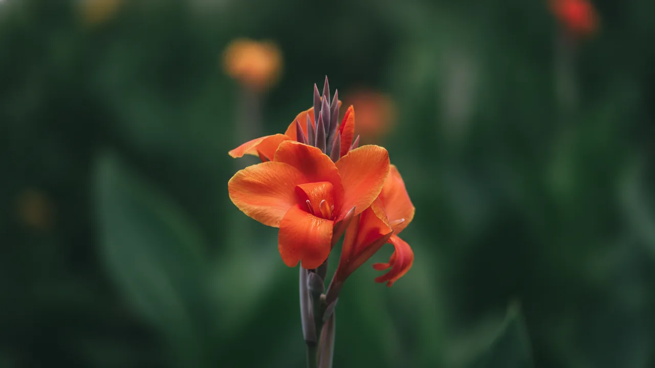 Canna Lily (Canna) - red flowers, illustrated plant card