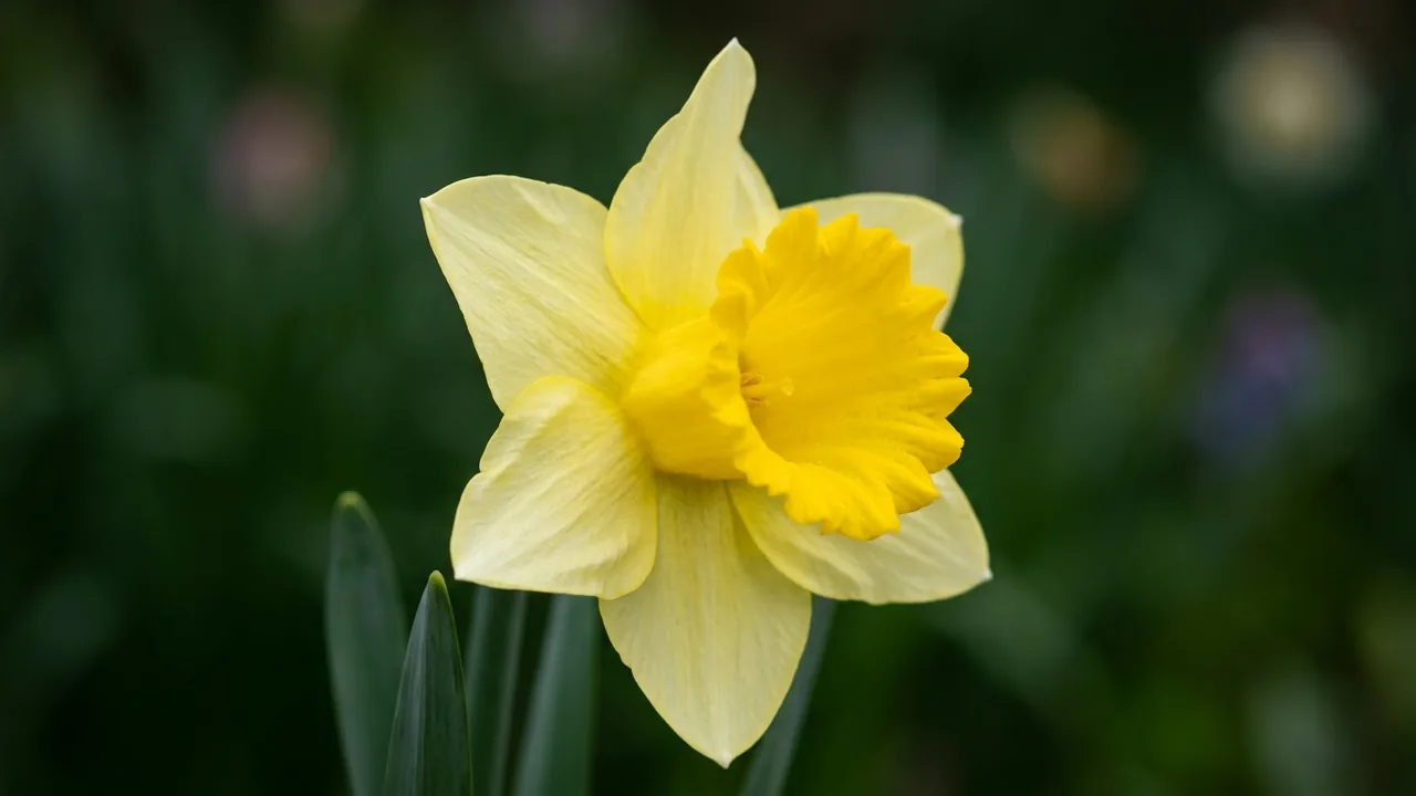 Carlton Daffodil (Narcissus 'Carlton') - yellow flowers, illustrated plant card