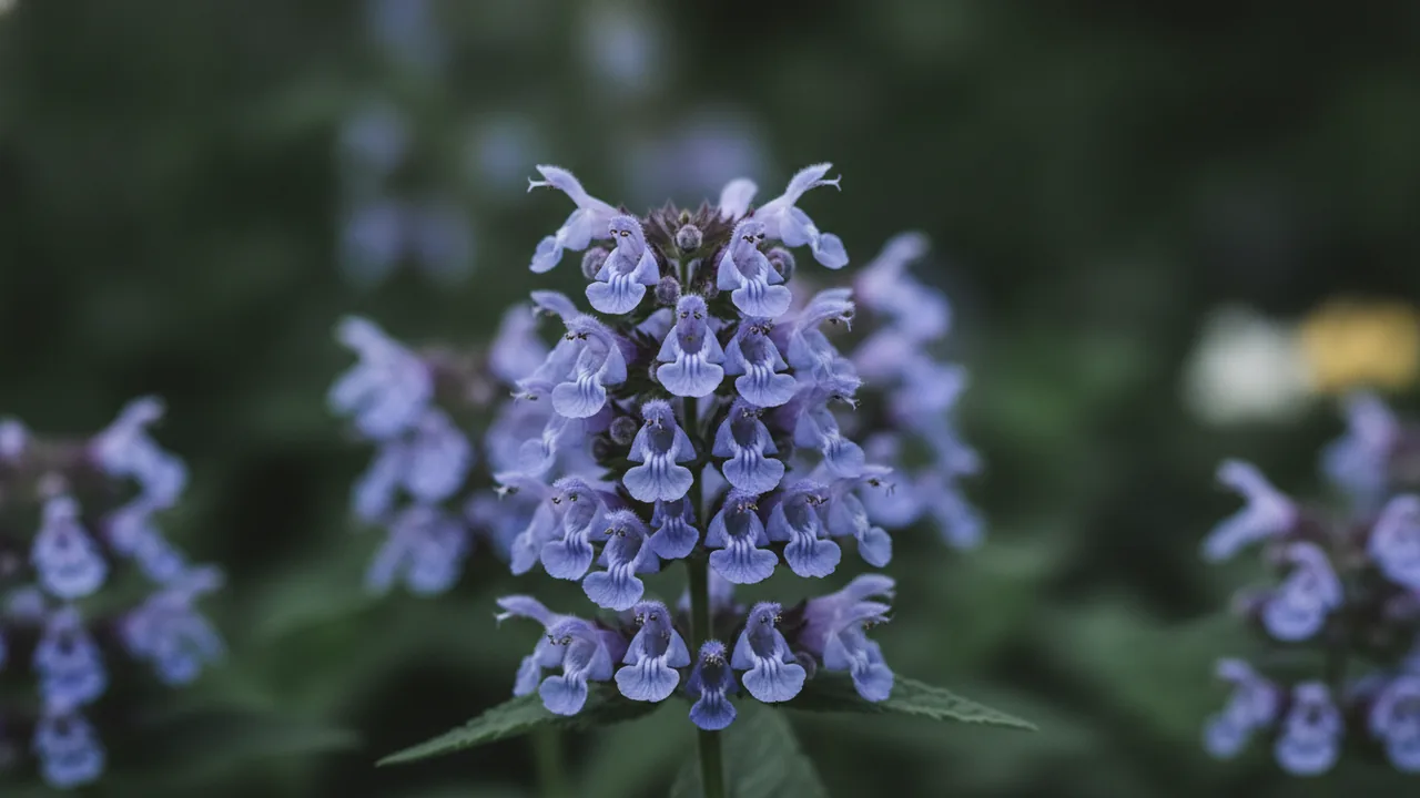 Little Titch (Nepeta racemosa 'Little Titch') - blue flowers, illustrated plant card