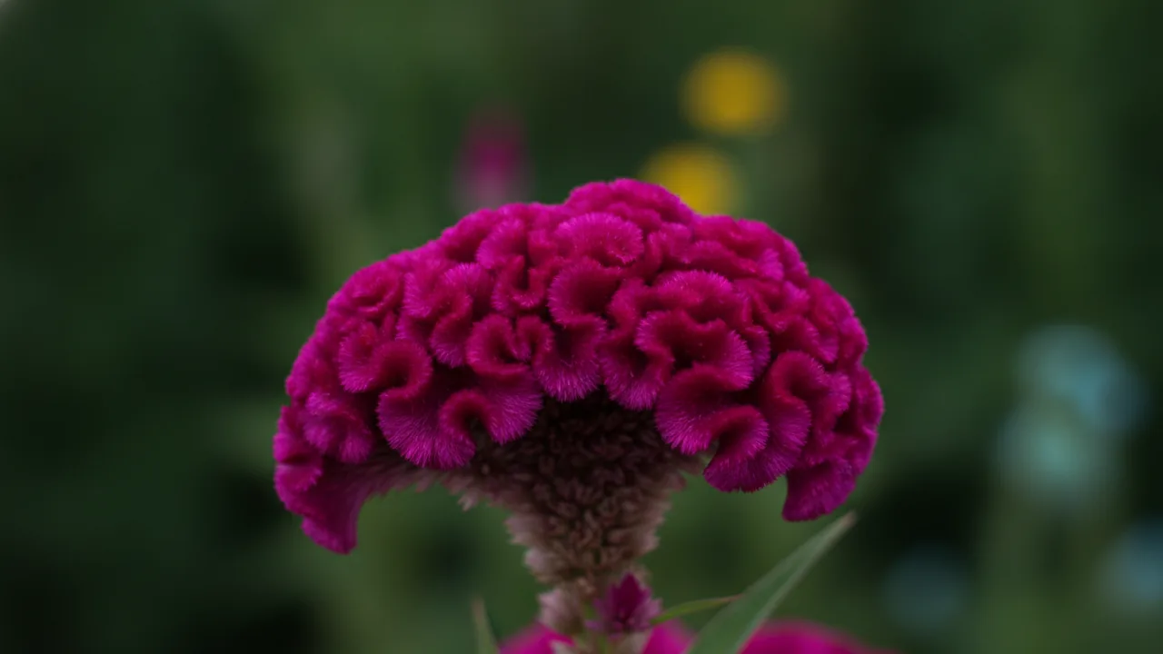Cockscomb Magenta (Celosia cristata 'Cockscomb Magenta') - pink flowers, illustrated plant card