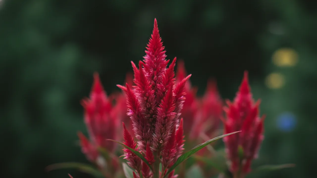 Fresh Look Red (Celosia plumosa 'Fresh Look Red') - red flowers, illustrated plant card
