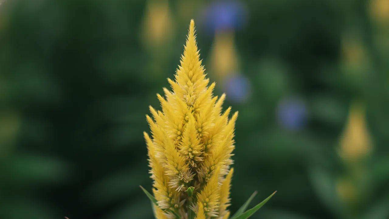 Fresh Look Yellow (Celosia plumosa 'Fresh Look Yellow') - yellow flowers, illustrated plant card