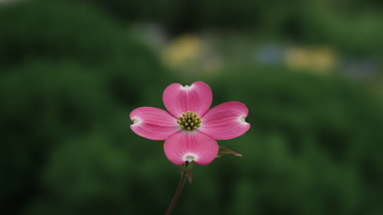 Cherokee Brave (Cornus florida 'Cherokee Brave') - pink flowers, illustrated plant card