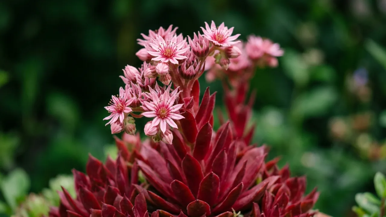 Cherries Jubilee Hens and Chicks (Sempervivum 'Alanka') - foliage plant, illustrated plant card