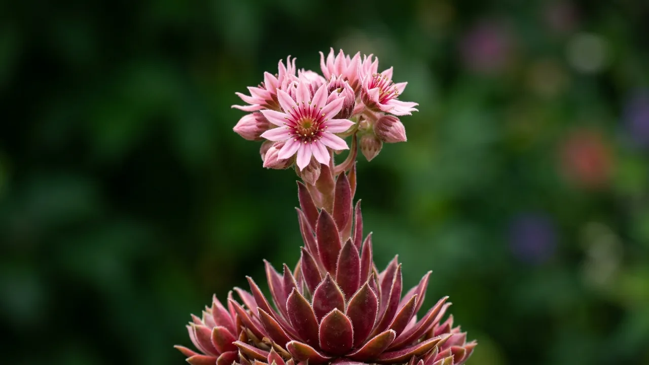 Chick Charms Candied Apple Hens and Chicks (Sempervivum 'Candied Apple') - foliage plant, illustrated plant card