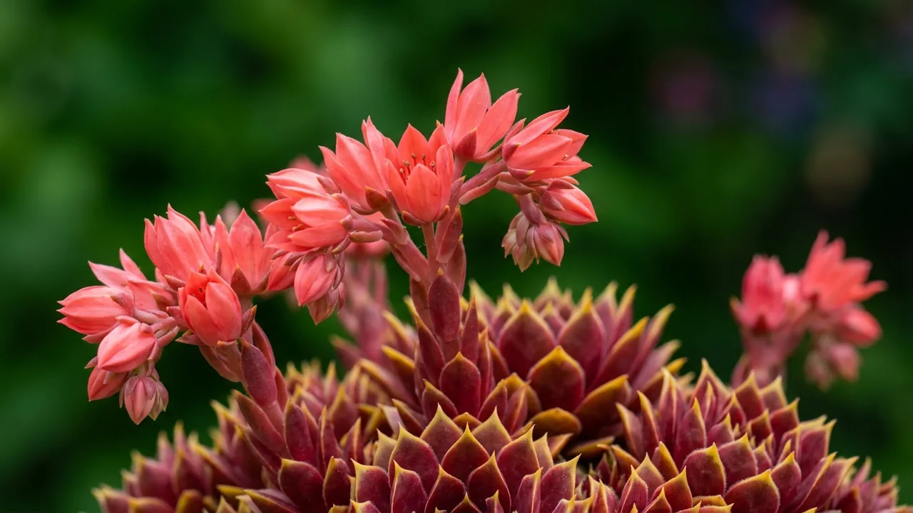 Chick Charms Gold Crown Hens and Chicks (Sempervivum 'Gold Crown') - foliage plant, illustrated plant card