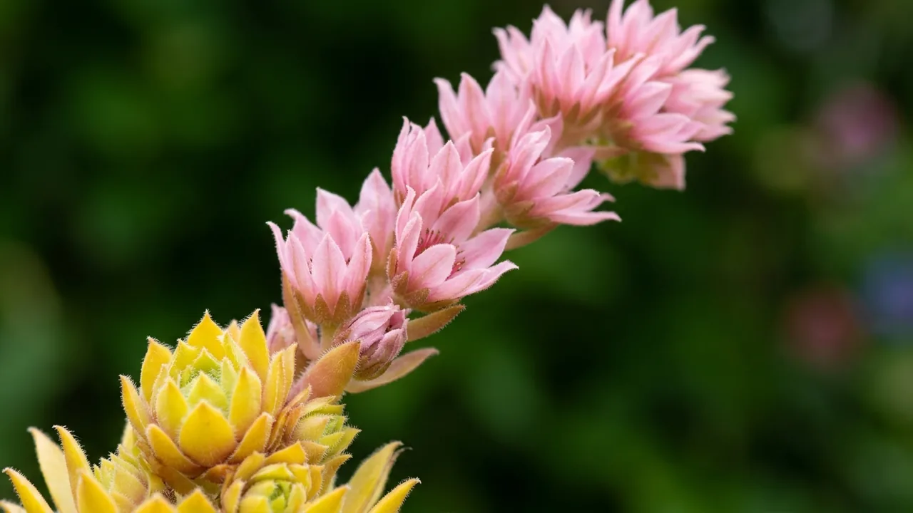 Chick Charms Gold Dust Hens and Chicks (Sempervivum 'Ccgd2026') - foliage plant, illustrated plant card