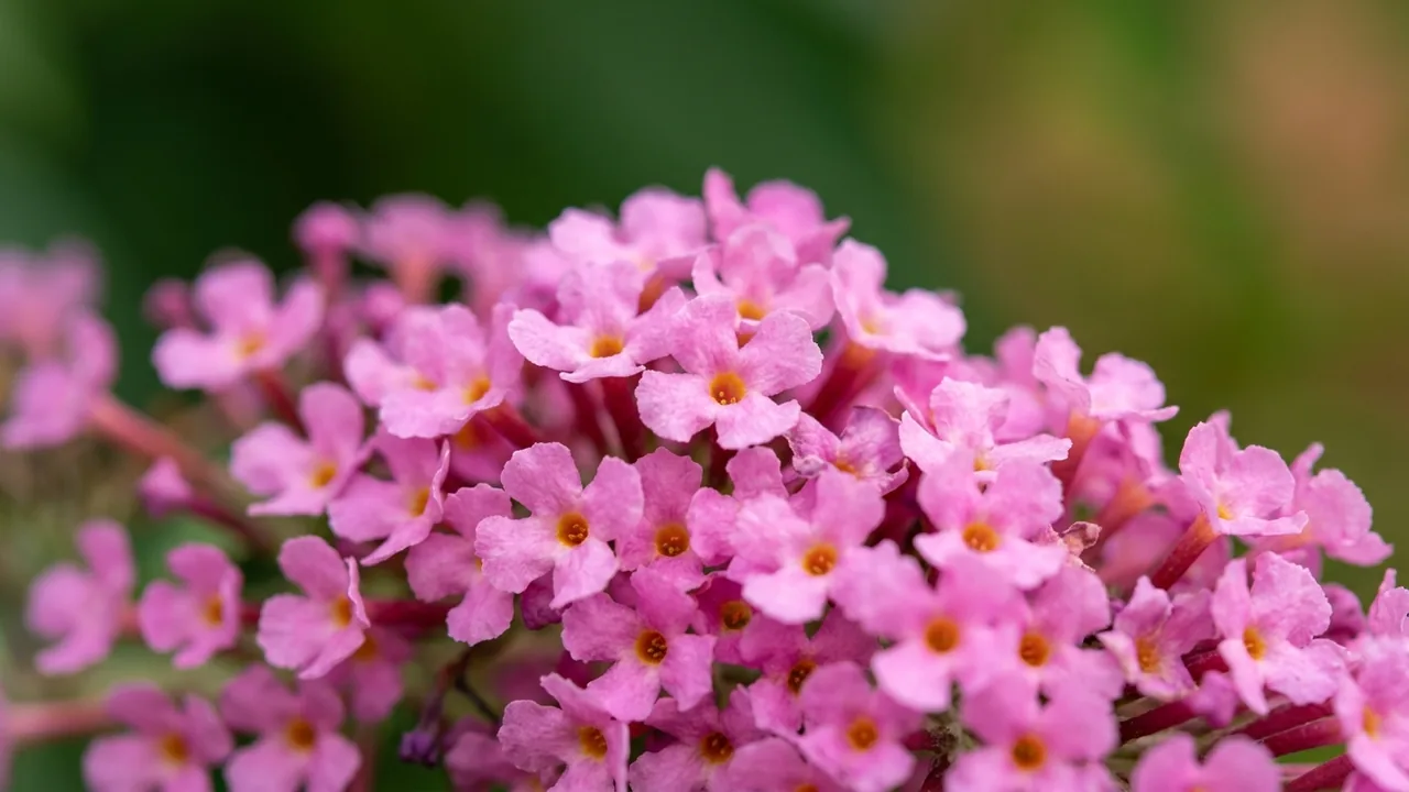 Chrysalis Pink Butterfly Bush (Buddleia 'Balchryink') - pink flowers, illustrated plant card