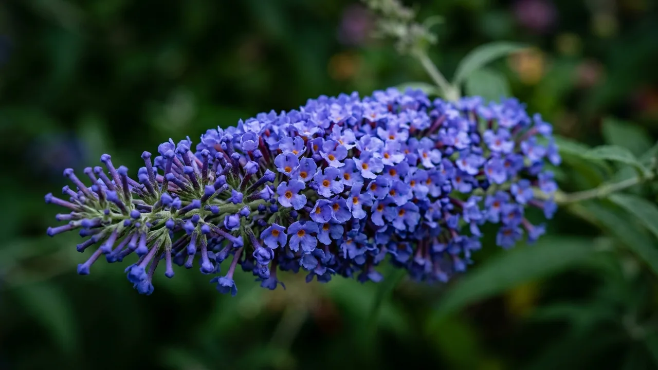 Chrysalis Steel Blue Butterfly Bush (Buddleia 'Balchryeel') - blue flowers, illustrated plant card