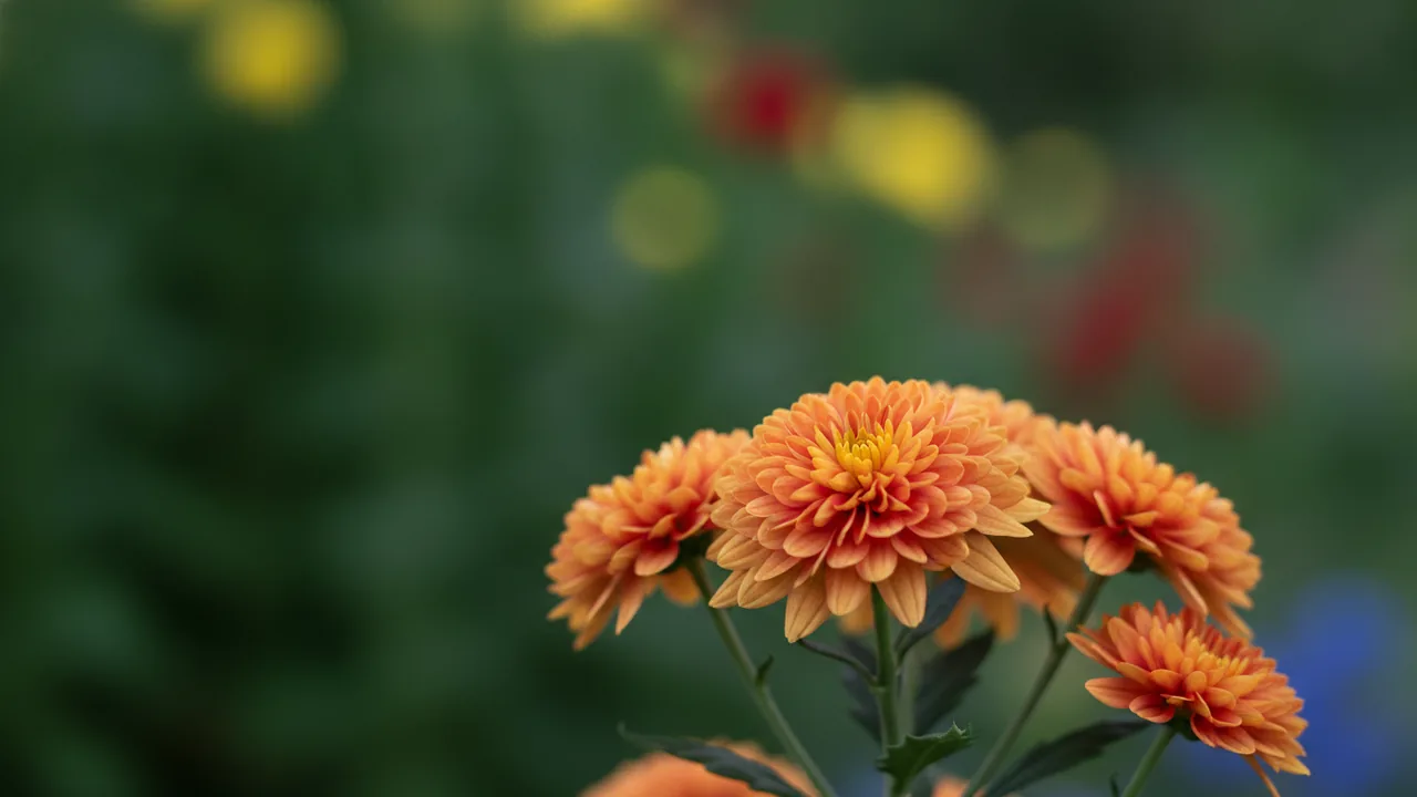 Coral Mum (Chrysanthemum 'Coral') - orange flowers, illustrated plant card