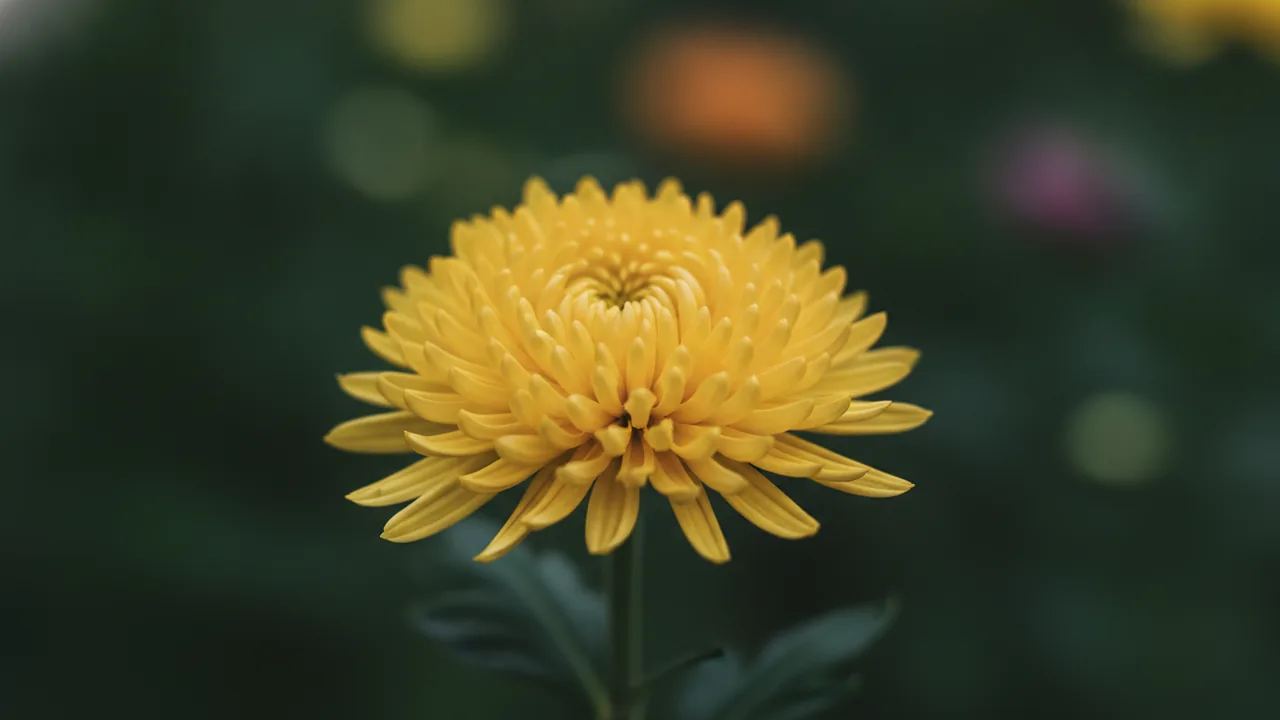 Yellow Mum (Chrysanthemum 'Yellow') - yellow flowers, illustrated plant card
