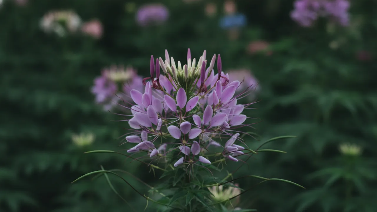 Violet Queen (Cleome hassleriana 'Violet Queen') - purple flowers, illustrated plant card