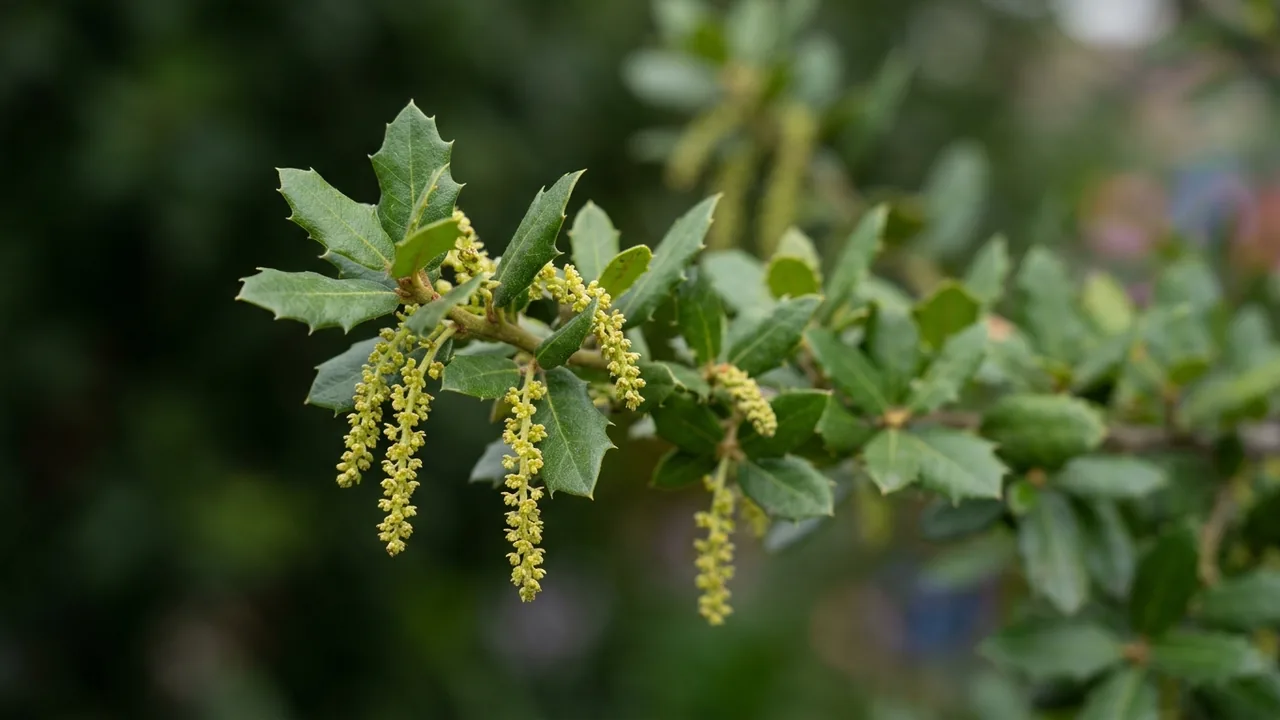 Coast Live Oak (Quercus agrifolia) - yellow flowers, illustrated plant card