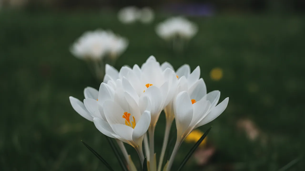 Album (Colchicum autumnale 'Album') - white flowers, illustrated plant card
