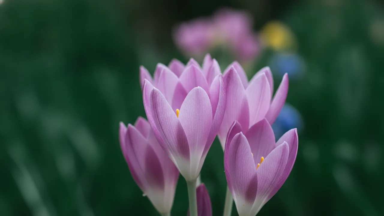 Lilac Wonder (Colchicum 'Lilac Wonder') - purple flowers, illustrated plant card