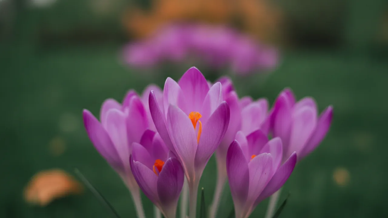 Showy Crocus (Colchicum speciosum) - purple flowers, illustrated plant card