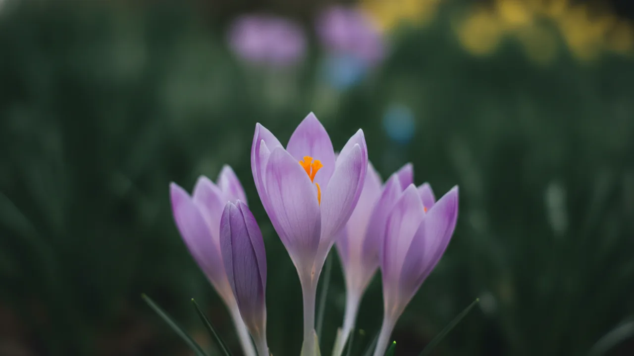 Waterlily (Colchicum 'Waterlily') - pink flowers, illustrated plant card