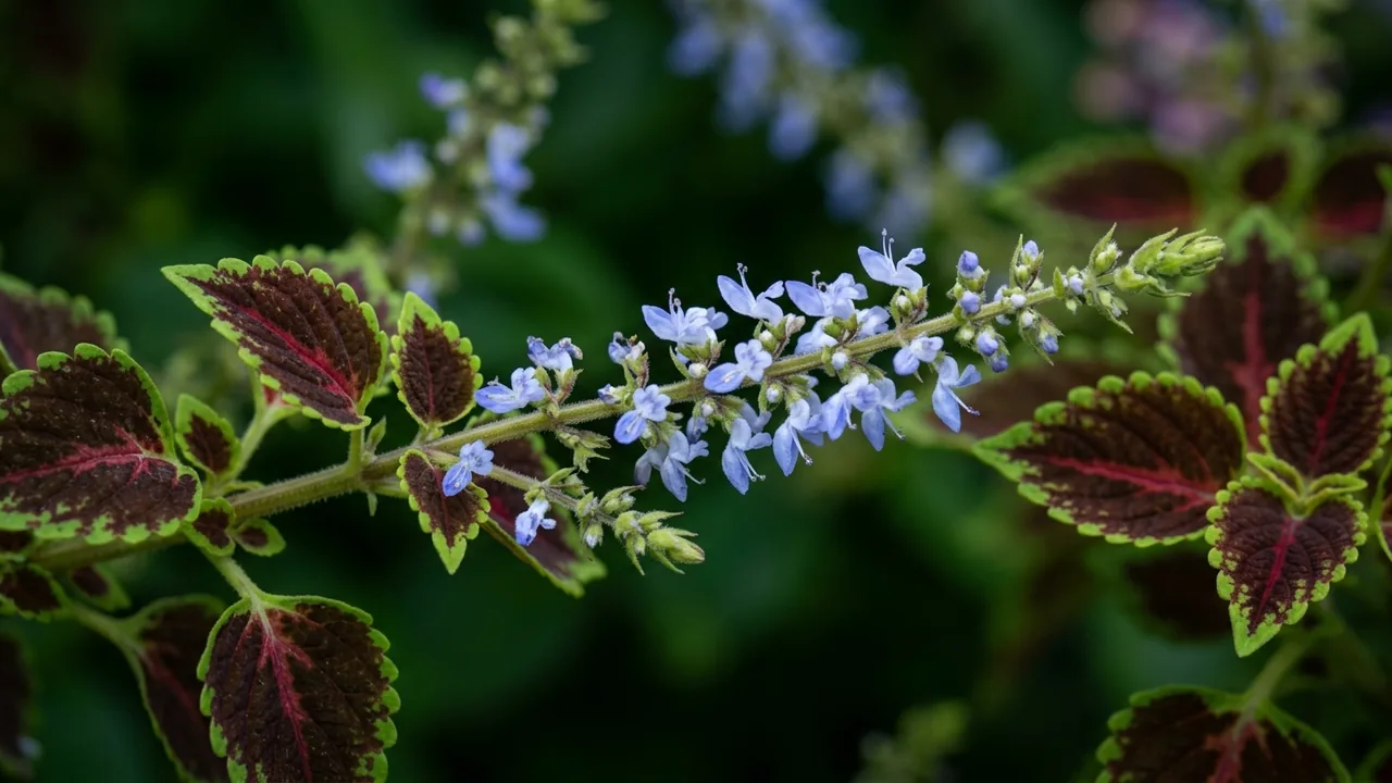 ColorBlaze Chocolate Drop Coleus (Coleus scutellarioides 'Kakegawa CE2') - foliage plant, illustrated plant card