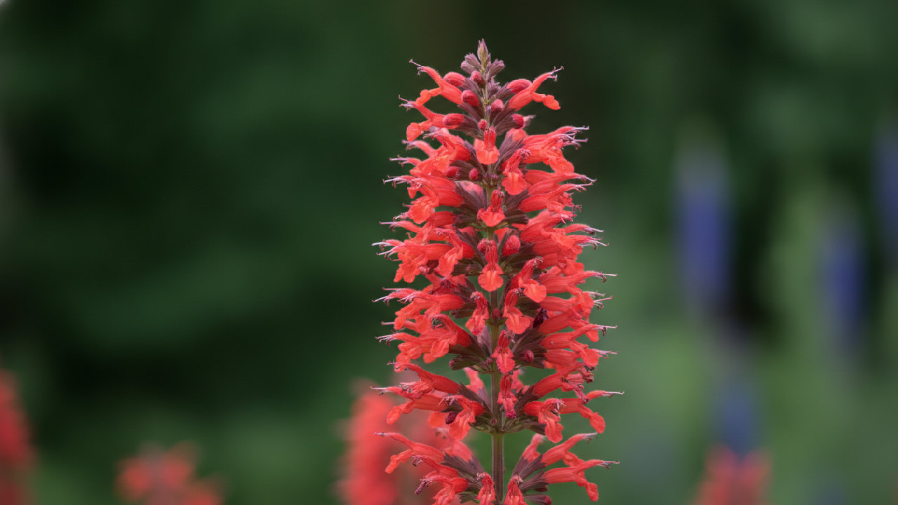 Agastache 'Firebird'