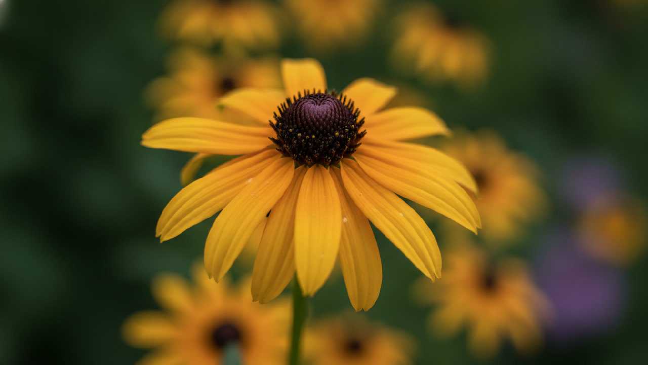 Autumn Sun Coneflower