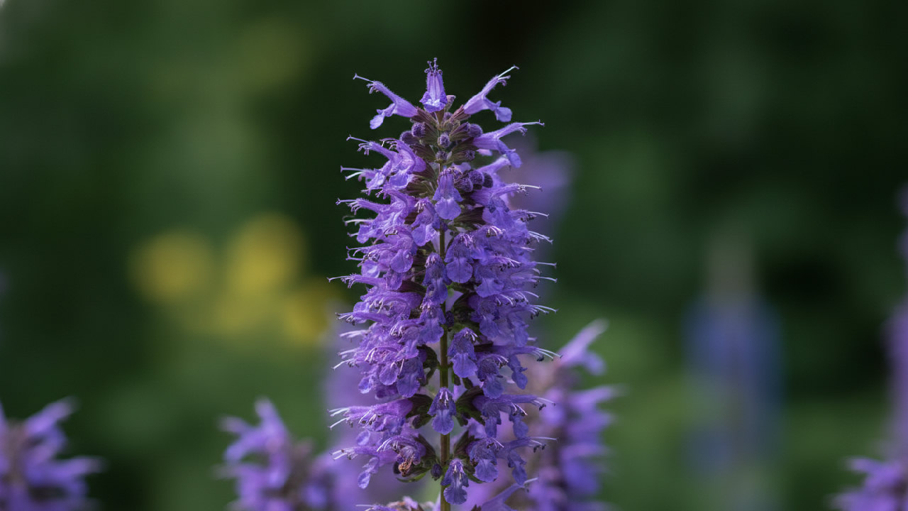 Black Adder Agastache