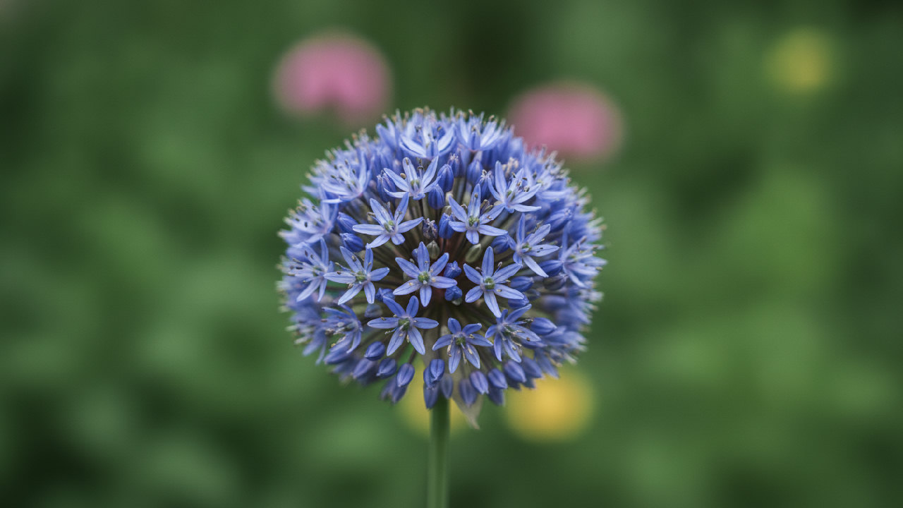 Blue Allium