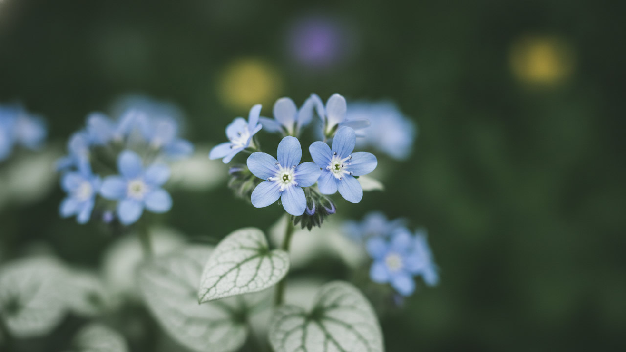 Brunner 'Jack Frost'