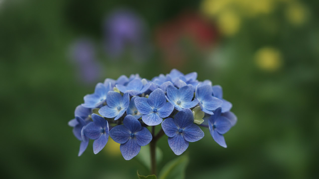 California Lilac