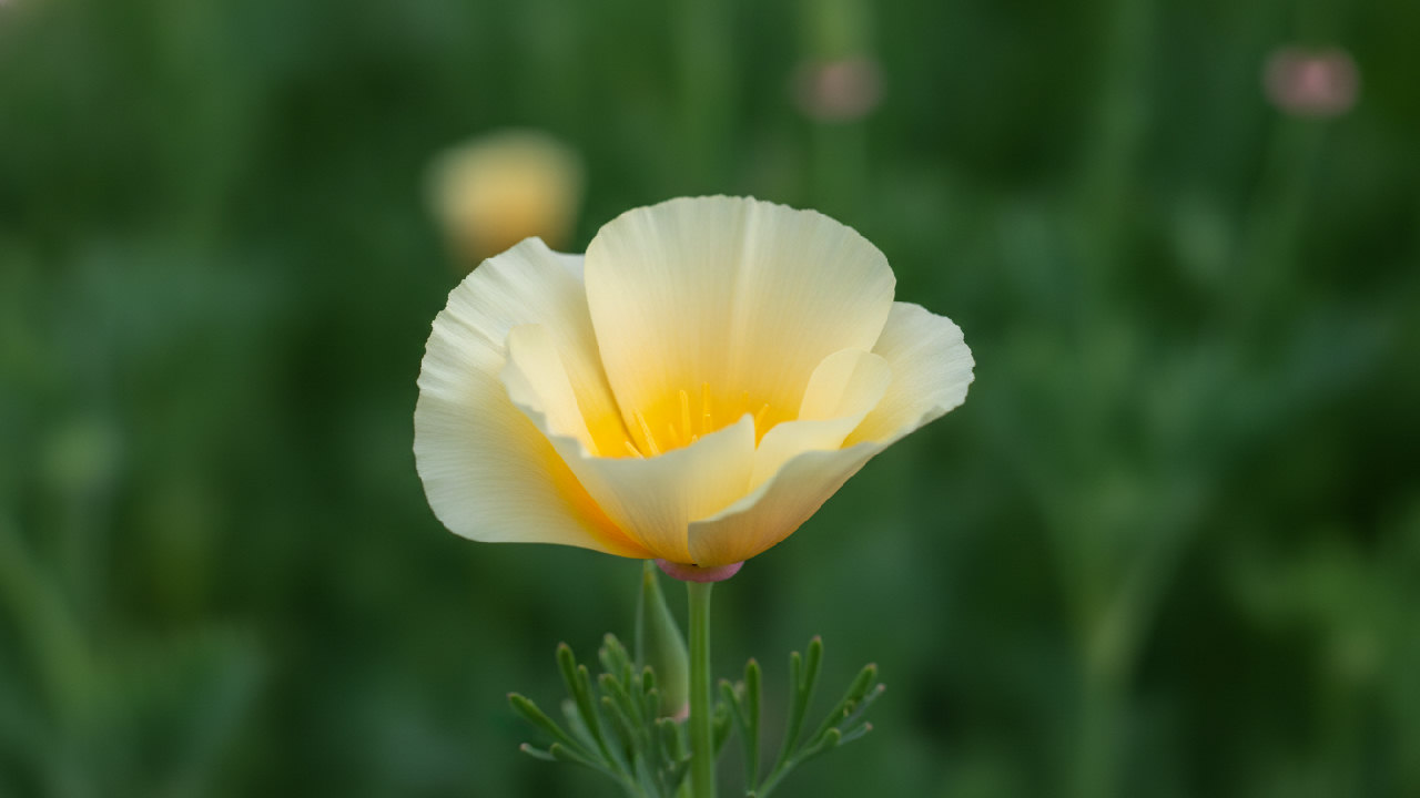 California Poppy (Cream/White)