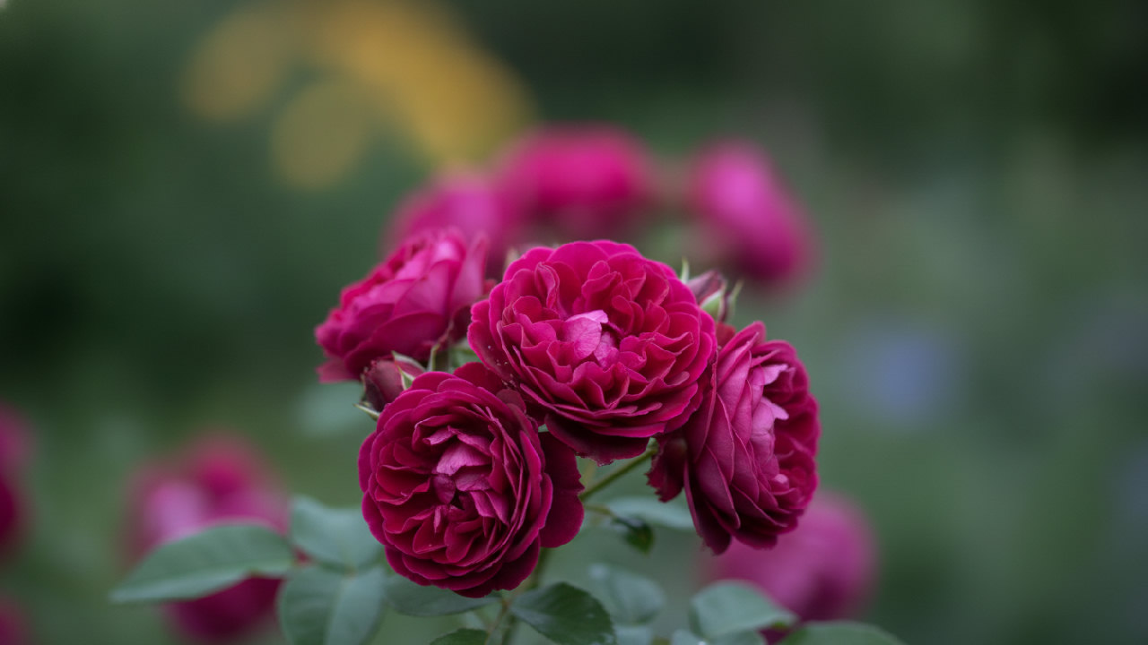 Ebb Tide Rose