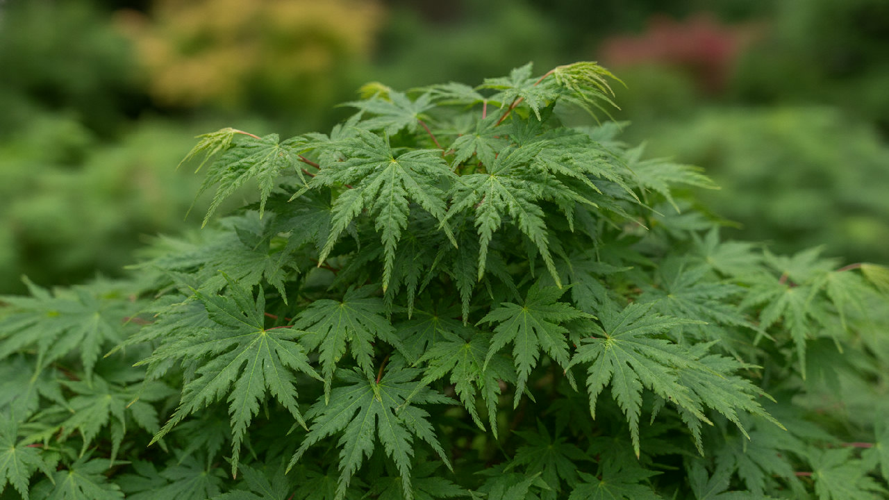 Japanese Maple 'Miyako'