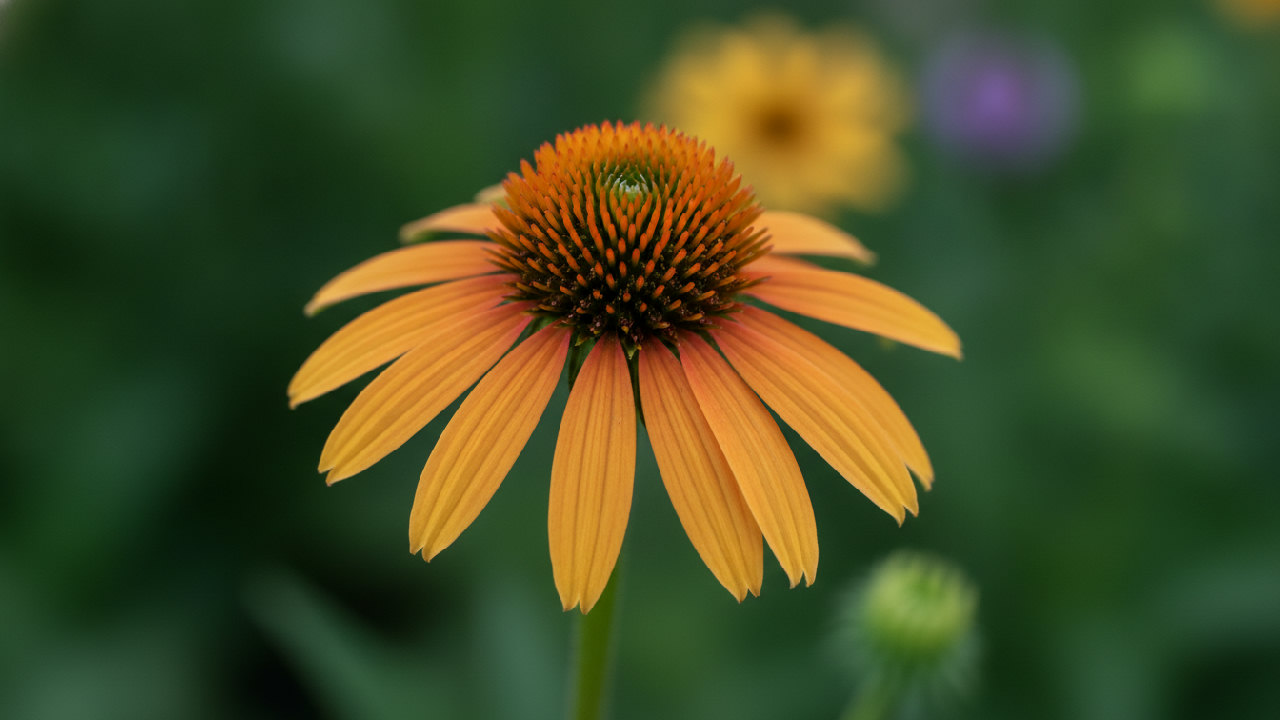 Orange Coneflower