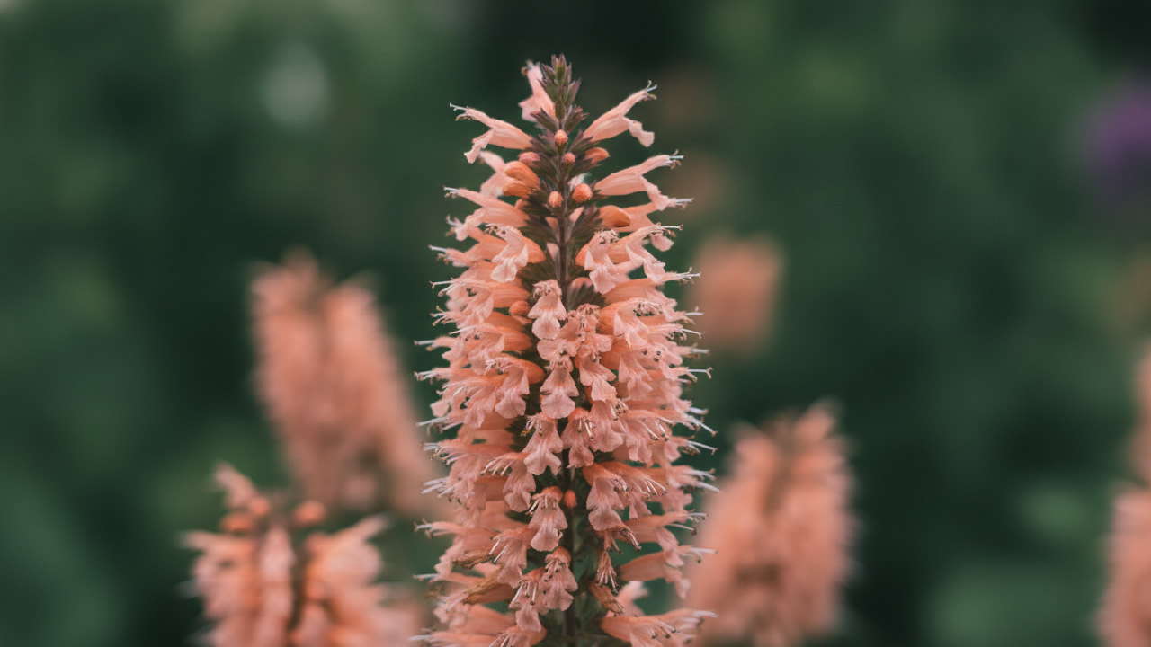 Sunrise Agastache