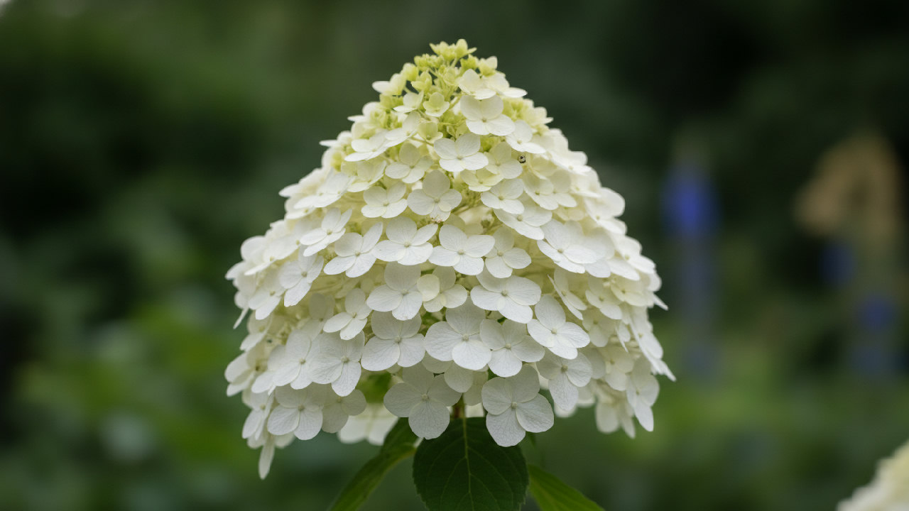 White Limelight Hydrangea